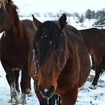Farm Peternelj Фермерский дом *