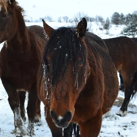 Farm Peternelj Κατάλυμα σε φάρμα *