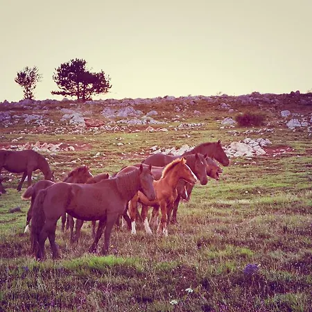 Farm Peternelj * Ilirska Bistrica