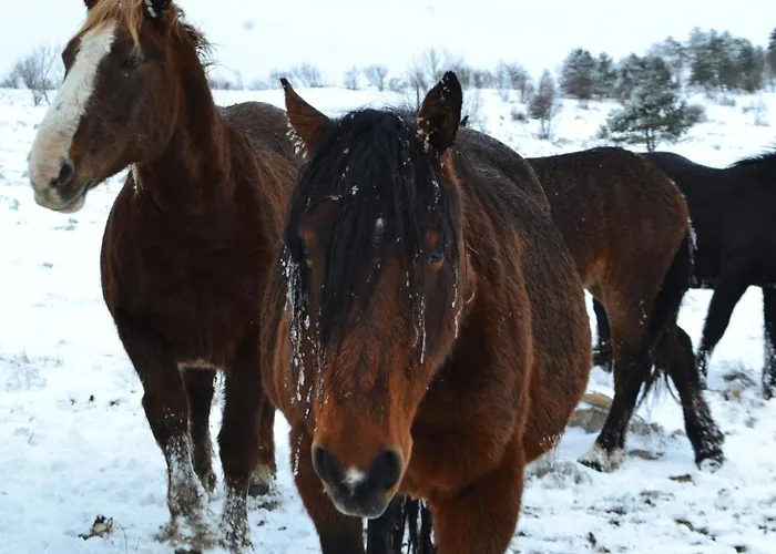 Farm Peternelj Agroturismo *
