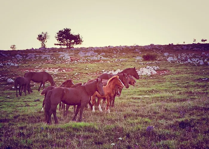 Farm Peternelj * Ilirska Bistrica