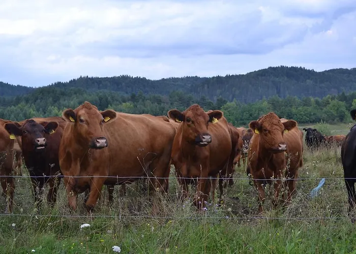 Farm Peternelj Bauernhof Ilirska Bistrica