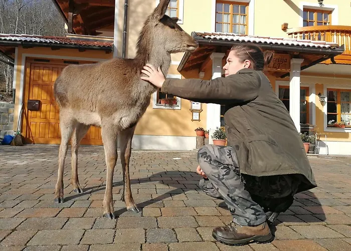 Farm Peternelj Bauernhof Ilirska Bistrica
