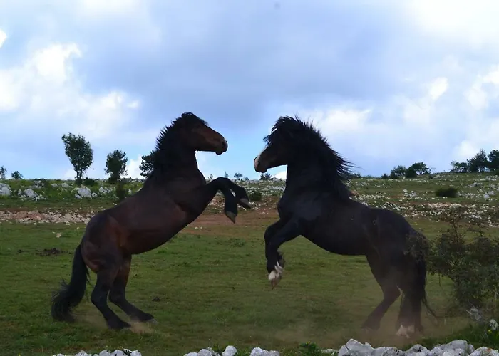 Bauernhof Farm Peternelj